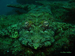 Crocodile Rock.... by Allen Walker 